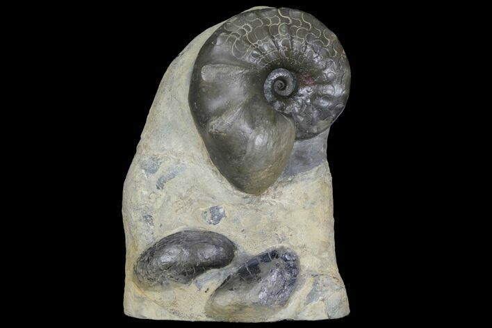 Triassic Ammonite (Ceratites) With Shellfish - Germany #94089